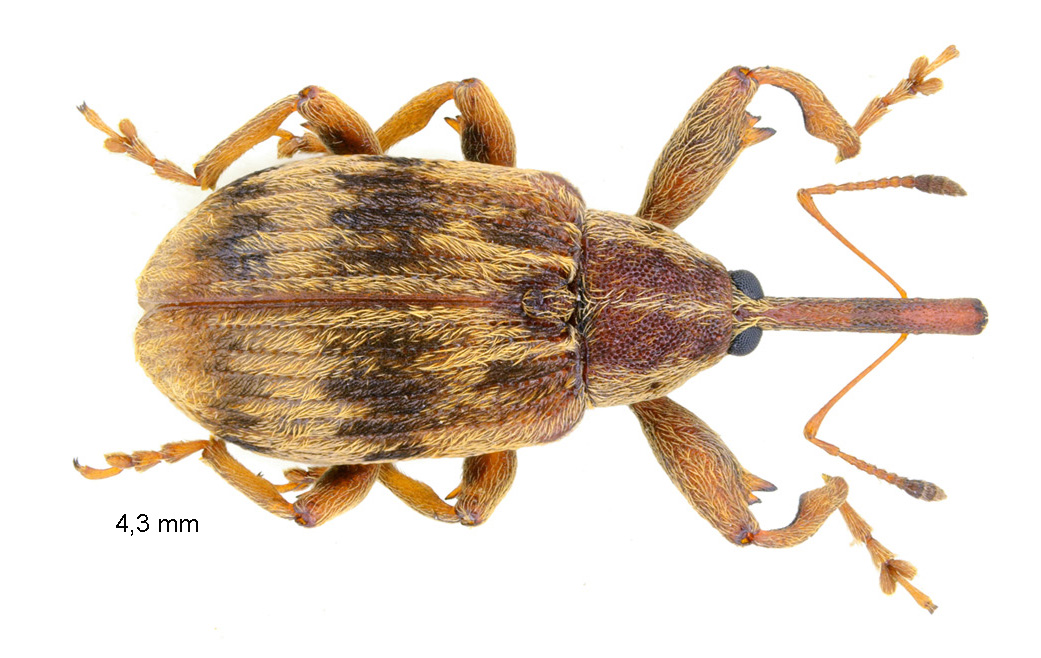 Anthonomus rectirostris (Linnaeus, 1758)